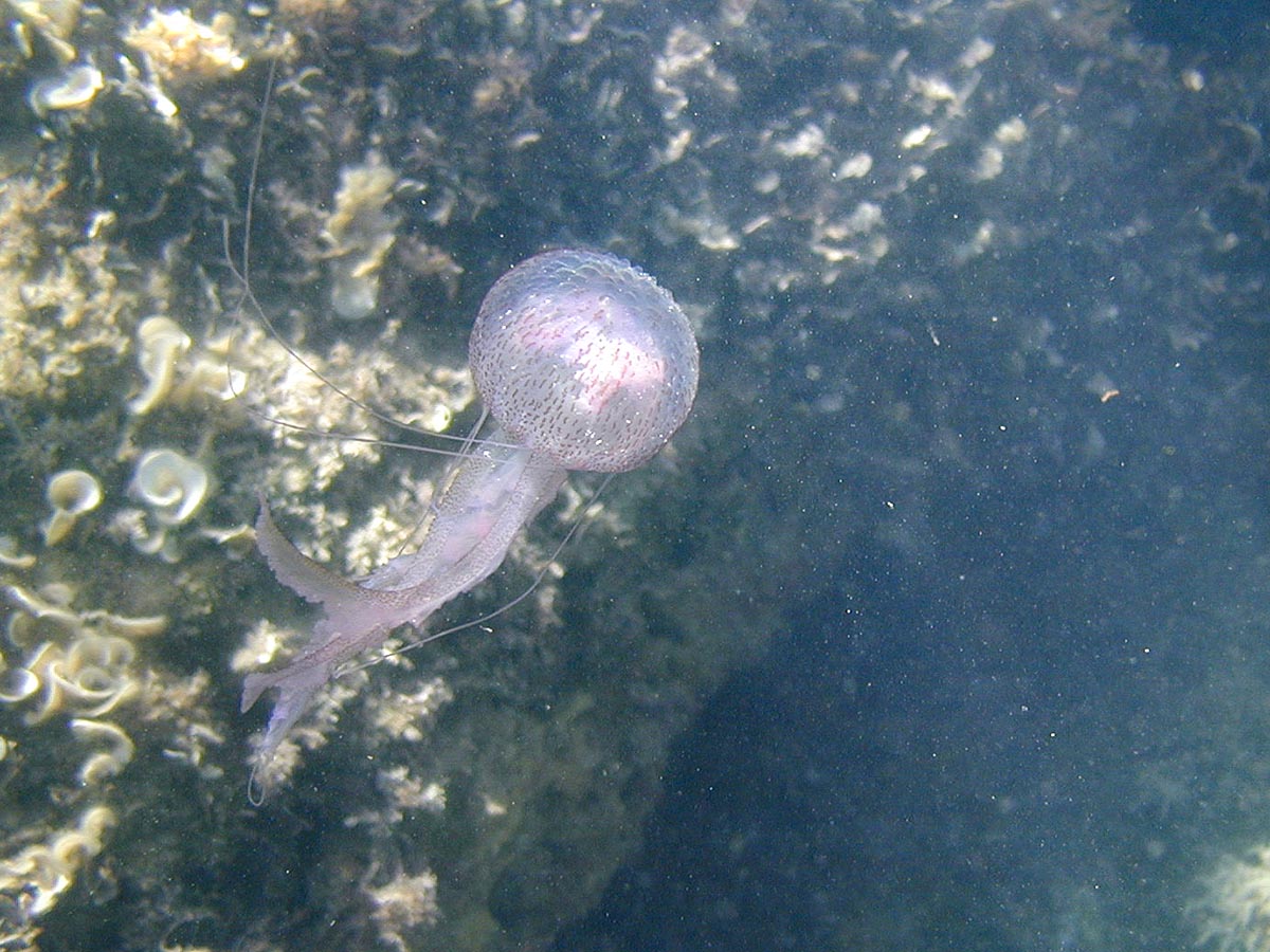 Pelagia noctiluca